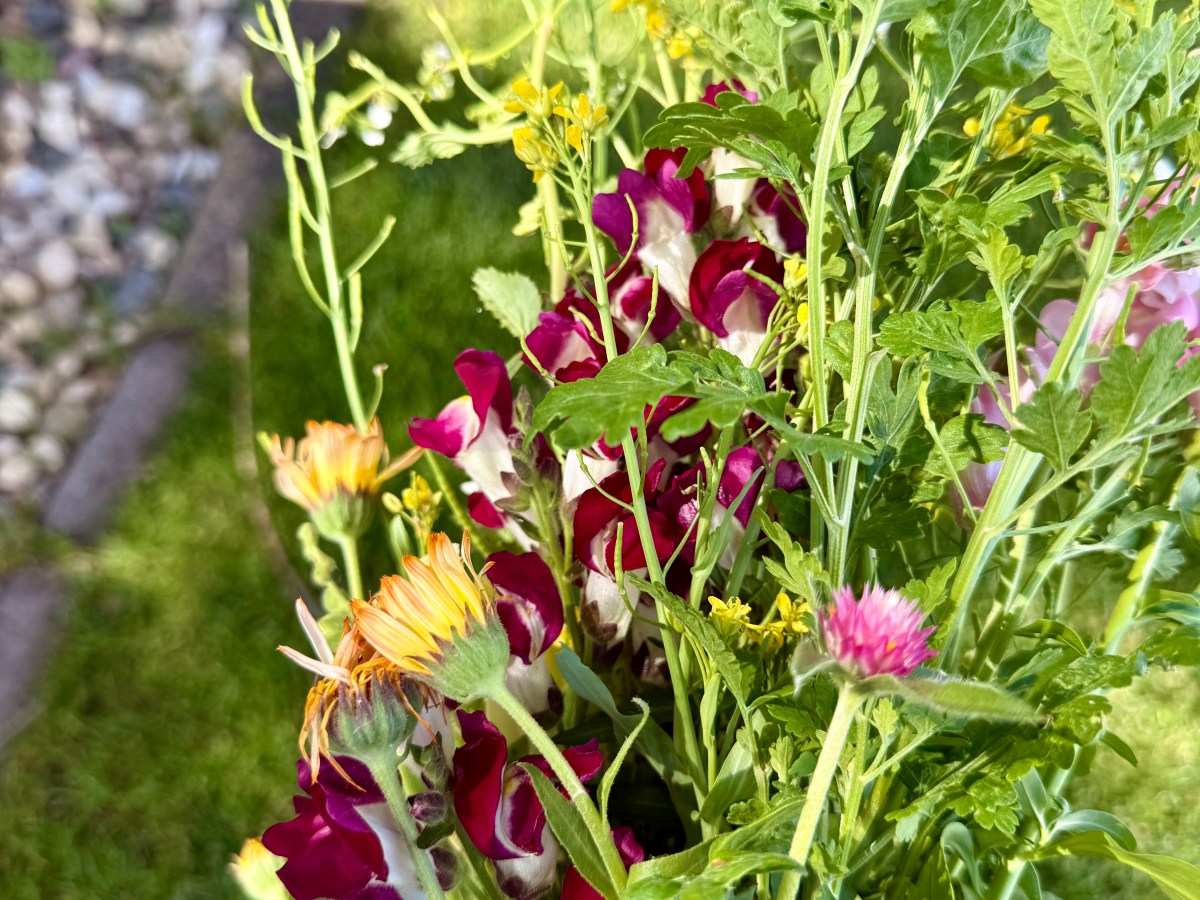 Flowers I’m Growing (and Accidentally&nbsp;Growing)