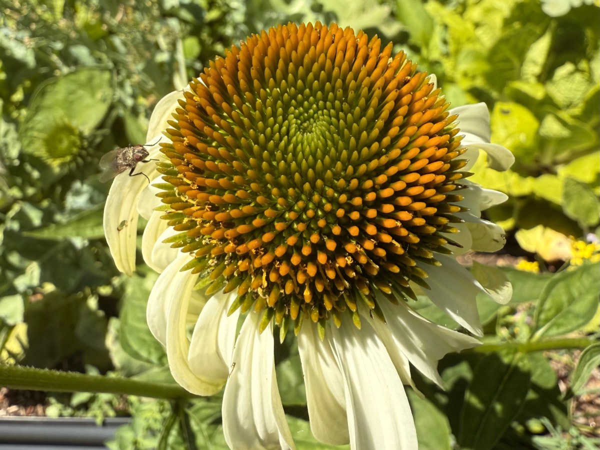 Coneflower? I Hardly Know&nbsp;Her!