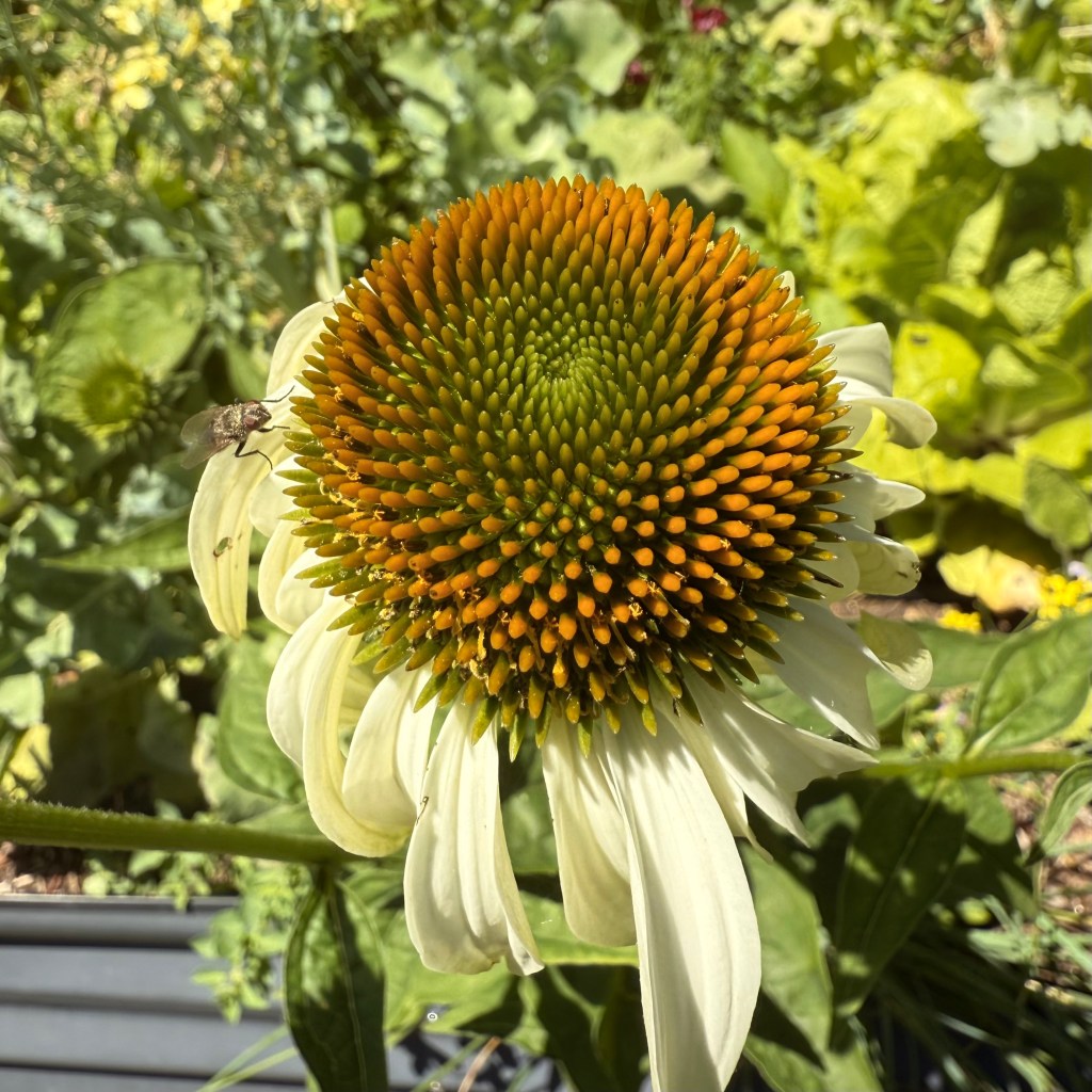 Coneflower? I Hardly Know&nbsp;Her!