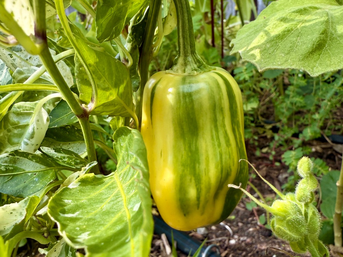 It’s Getting Hot in&nbsp;Here