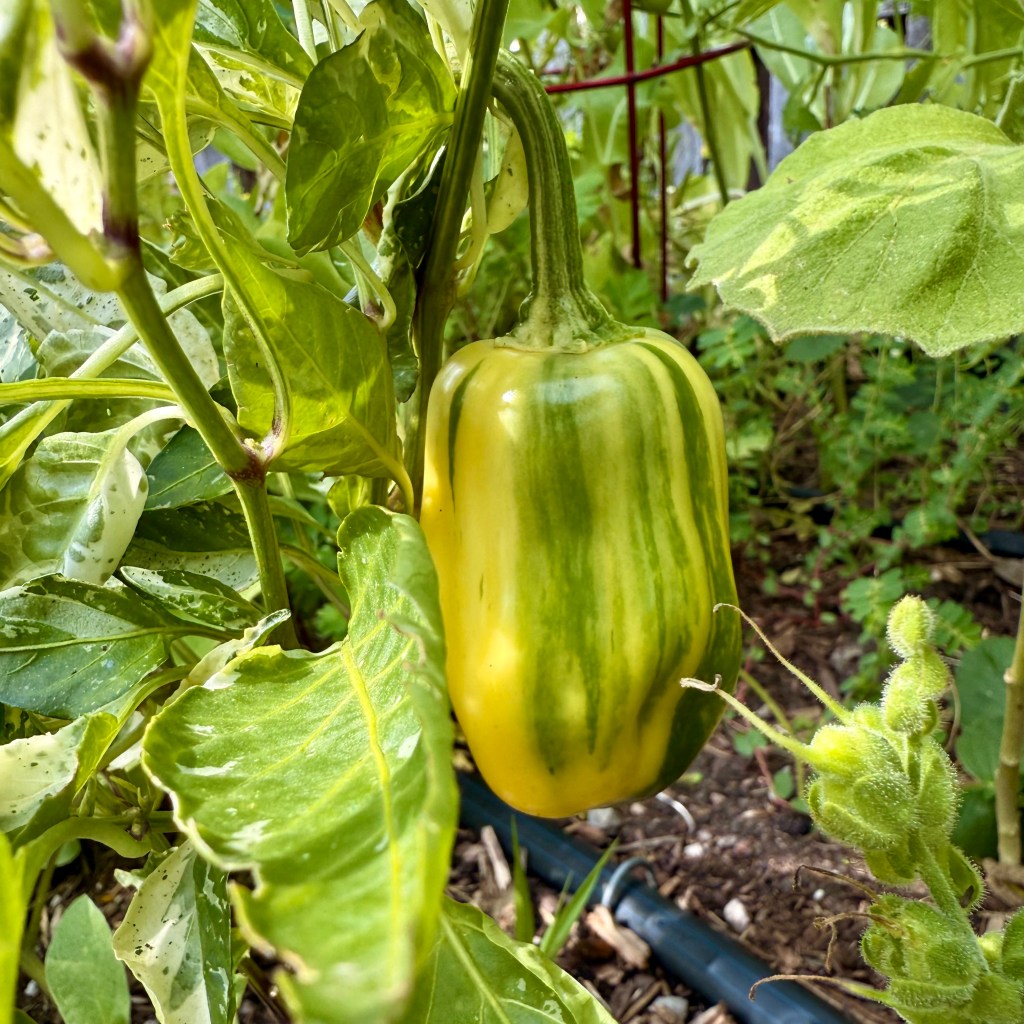 It’s Getting Hot in&nbsp;Here